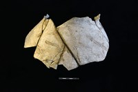 陶罐藏品圖，第1張